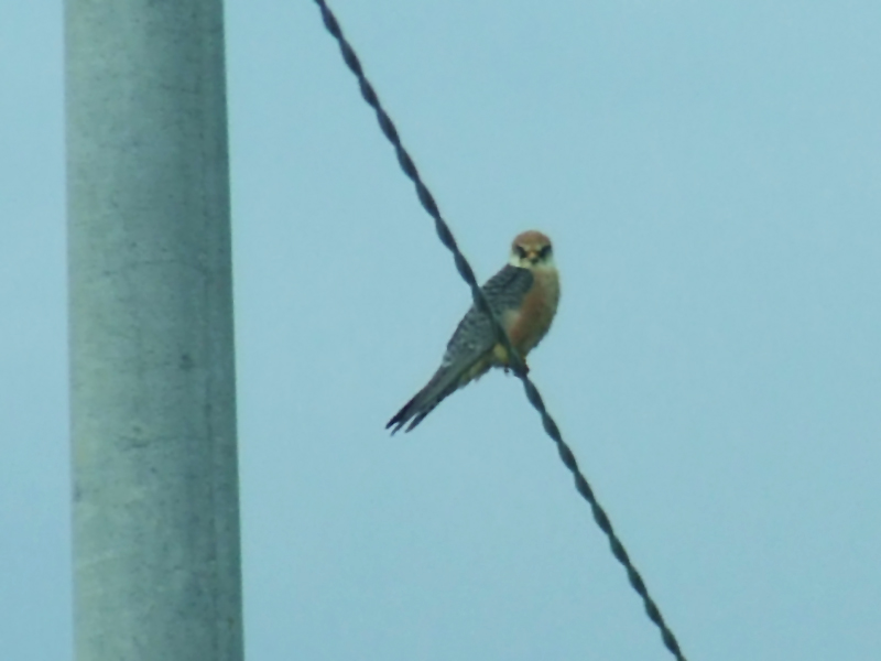 falco cuculo